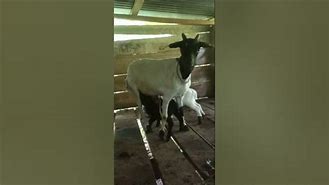 Kambing Melahirkan Kembar 4 Anaknya